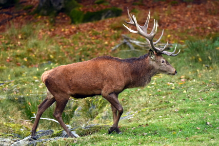 Bild-Nr: 11930508 Der König der Wälder Erstellt von: GUGIGEI