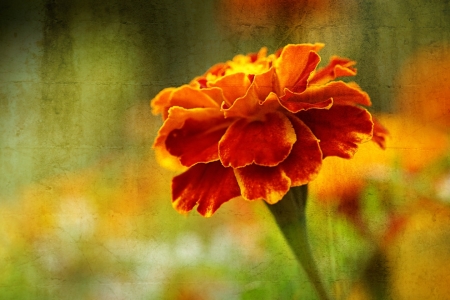 Bild-Nr: 11930552 Orange blossom Erstellt von: youhaveadream