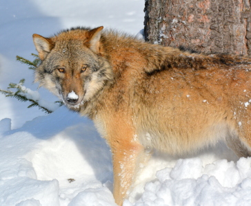 Bild-Nr: 11930818 Schneenase Erstellt von: GUGIGEI