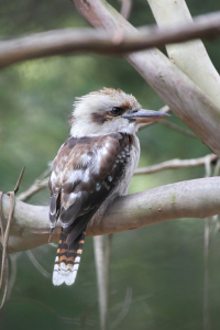 Bild-Nr: 11931063 Kookaburra Erstellt von: DirkR