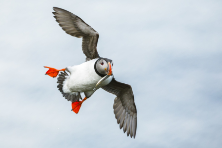 Bild-Nr: 11931223 Papageitaucher im Anflug mit Fisch Erstellt von: Daniela Beyer