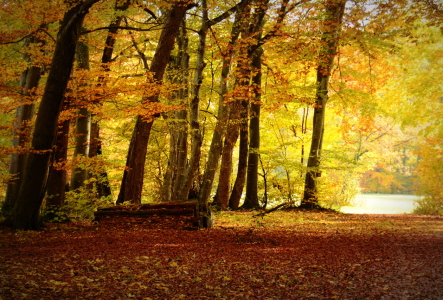 Bild-Nr: 11931284 Licht im Wald Erstellt von: GUGIGEI