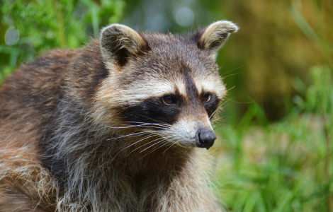 Bild-Nr: 11931470 Waschbär Erstellt von: GUGIGEI