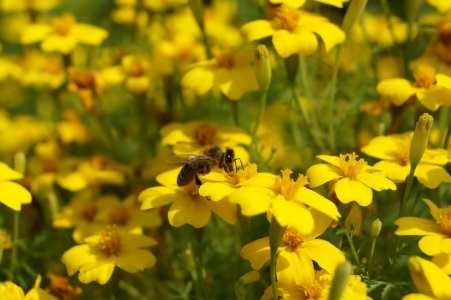 Bild-Nr: 11931699 Biene auf Tagetes Erstellt von: MoNoir