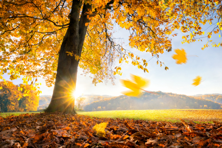 Bild-Nr: 11931703 Goldener Herbst Erstellt von: eyetronic