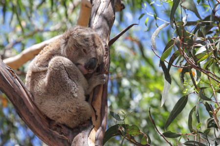 Bild-Nr: 11931840 Koala Erstellt von: DirkR