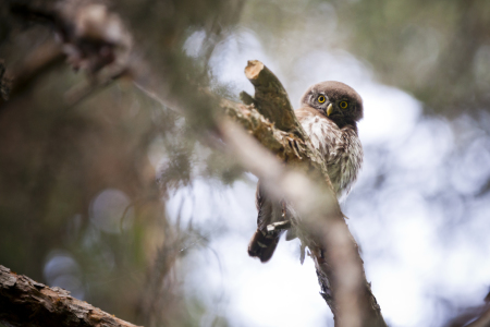 Bild-Nr: 11931854 Little Watchman Erstellt von: Tobias Roetsch