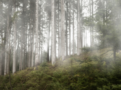 Bild-Nr: 11931916 Nebel im Wald Erstellt von: SandraFotodesign