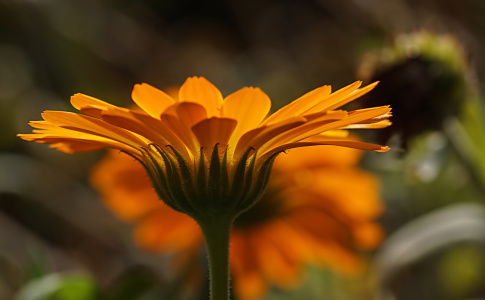 Bild-Nr: 11932174 Calendula Erstellt von: youhaveadream