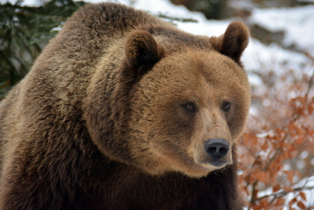 Bild-Nr: 11934035 Braunbär Erstellt von: GUGIGEI