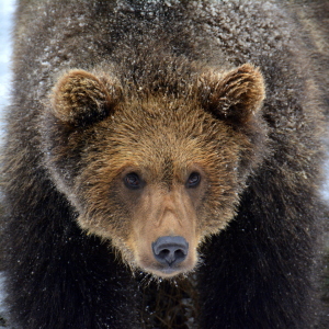 Bild-Nr: 11934036 junger Braunbär Erstellt von: GUGIGEI