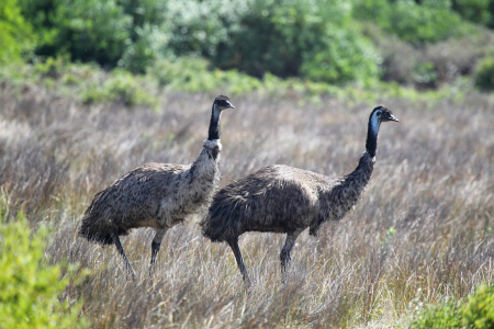 Bild-Nr: 11934881 Zwei Emus Erstellt von: DirkR