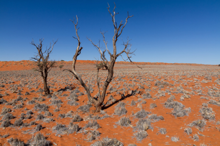 Bild-Nr: 11936165 Namibia - Baum in der Wüste Erstellt von: mrueede