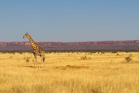 Bild-Nr: 11936166 Namibia - Giraffe im Grasland Erstellt von: mrueede