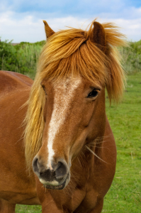 Bild-Nr: 11938659 Hallo Pferd  Erstellt von: Angela  Dölling