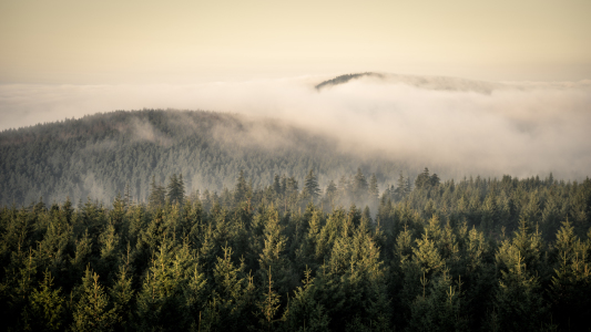 Bild-Nr: 11938702 Wald und Nebel Erstellt von: Steffen Henze