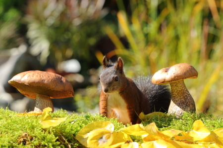 Bild-Nr: 11938844 Eichhörnchen bei der Futtersuche Erstellt von: Uwe Fuchs