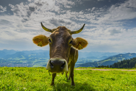 Bild-Nr: 11939103 Kuh im Allgäu Erstellt von: Walter G. Allgöwer