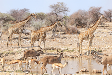 Bild-Nr: 11940471 Wasserloch im Etosha Nationalpark Erstellt von: DirkR