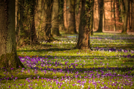 Bild-Nr: 11941044 Frühlingspark Erstellt von: TomKli