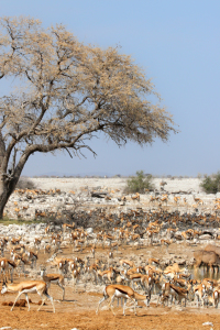 Bild-Nr: 11941417 Wasserloch im Etosha Nationalpark Erstellt von: DirkR
