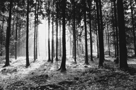 Bild-Nr: 11941890 firs forest Erstellt von: Ursula Reins