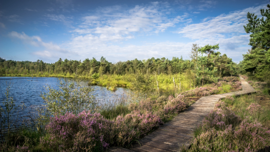 Bild-Nr: 11943377 Der Weg im Moor  Erstellt von: Steffen Henze