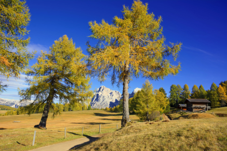 Bild-Nr: 11943644 Herbst auf der Seiser Alm Erstellt von: Gisela Scheffbuch