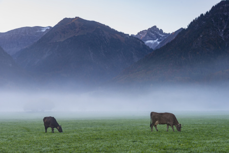 Bild-Nr: 11943680 frühmorgens im Allgäu Erstellt von: Walter G. Allgöwer