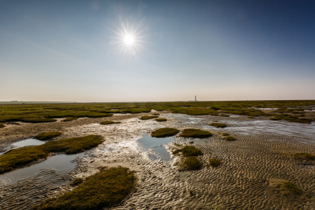 Bild-Nr: 11945590 Salzwiesen vor Westerhever Erstellt von: Ursula Reins