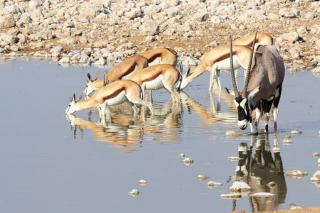 Bild-Nr: 11947839 Springböcke und Oryx am Wasserloch Erstellt von: DirkR