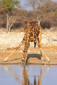 Bild-Nr: 11947840 Trinkende Giraffe Erstellt von: DirkR