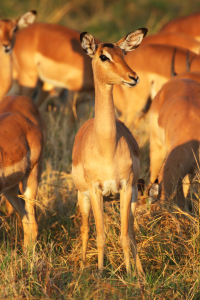 Bild-Nr: 11947841 Impala im Okavango Delta Erstellt von: DirkR