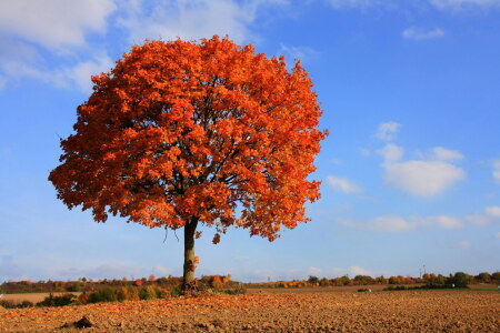 Bild-Nr: 11948329 Herbstbild Erstellt von: Amazone54