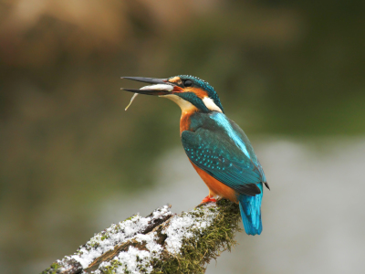 Bild-Nr: 11948937 Eisvogel im Winter Erstellt von: DirkR