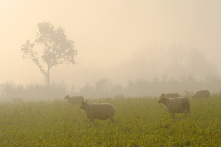 Bild-Nr: 11949887 Schafe im Nebel Erstellt von: Ostfriese