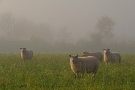 Bild-Nr: 11949918 Schafe im Morgennebel Erstellt von: Ostfriese