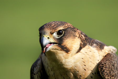 Bild-Nr: 11950227 Wanderfalke Erstellt von: DirkR