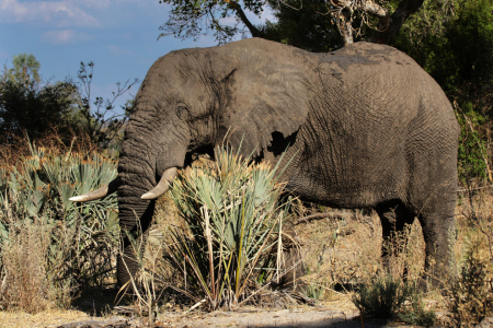 Bild-Nr: 11950229 Elefant im Okavango Delta Erstellt von: DirkR