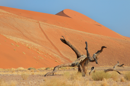 Bild-Nr: 11951275 Dünen in der Namib Erstellt von: DirkR