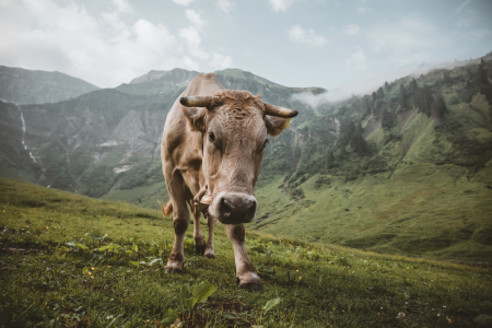Bild-Nr: 11951476 Neugierige Kuh im Oytal bei Oberstdorf Erstellt von: Daniel-Weissenhorn-Photography