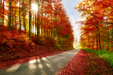 Bild-Nr: 11952500 Herbstwald Erstellt von: Dora-Pi-Art-Photographie