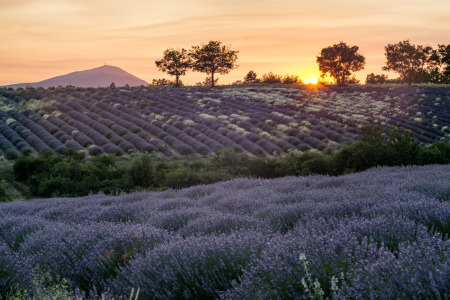 Bild-Nr: 11952824 Lavendel bei Banon Vaucluse Provence Erstellt von: travelstock44