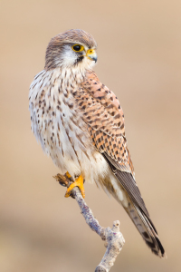 Bild-Nr: 11952878 Turmfalke Erstellt von: Daniela Beyer