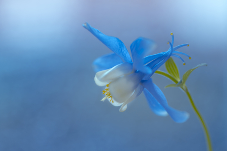 Bild-Nr: 11953032 Akelei auf blauem Hintergrund Erstellt von: Ulrike Adam