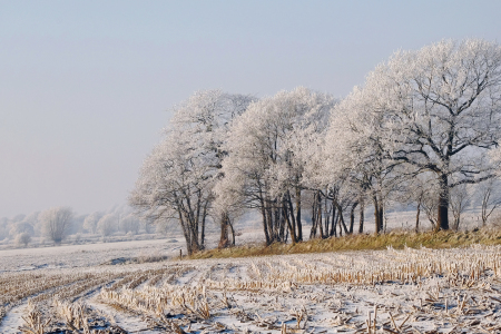 Bild-Nr: 11953405 Frühes  Morgenlicht auf dem Feld Erstellt von: Ostfriese