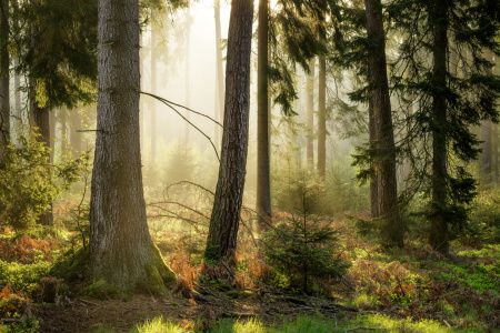 Bild-Nr: 11953557 Morgens im Wald Erstellt von: artmobe