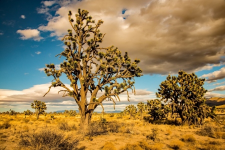 Bild-Nr: 11953769 Mojave Desert Erstellt von: DiZi