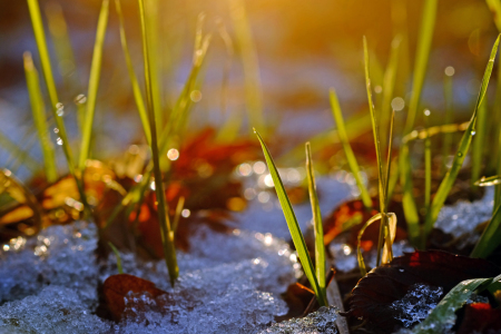 Bild-Nr: 11954097 Gräser im Sonnenschein Erstellt von: Ostfriese