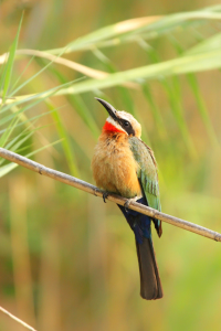 Bild-Nr: 11954751 Weißstirnbienenfresser im Okavango Delta Erstellt von: DirkR